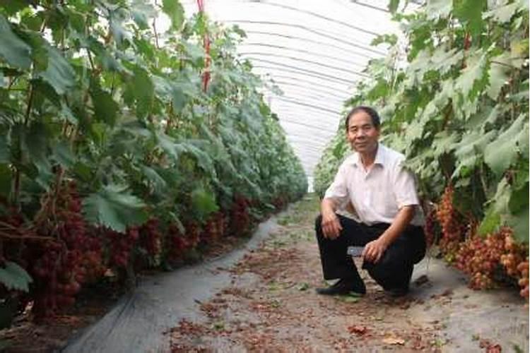 广东能不能种植香印青提？