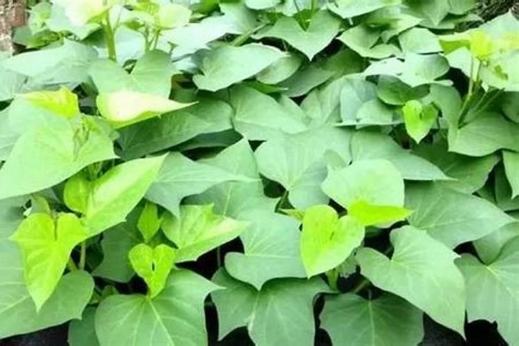 红薯叶是优质的绿叶蔬菜,那么怎样施肥才能产量高？