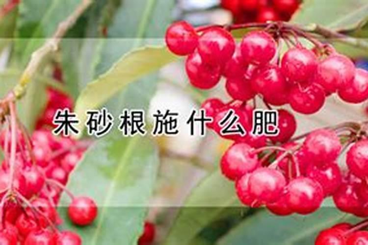 朱砂根怎么施肥