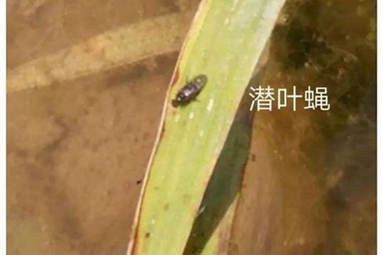 种植豆角,需要施什么肥？