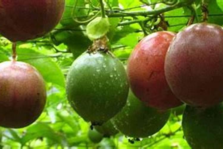 大棚香菜从播种到收获多少天？