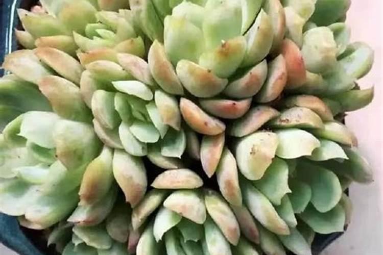 多肉植物配土可以用纯颗粒土栽培吗