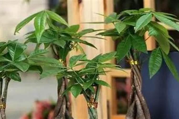发财树多久施肥比较好 发财树合适的施肥频率