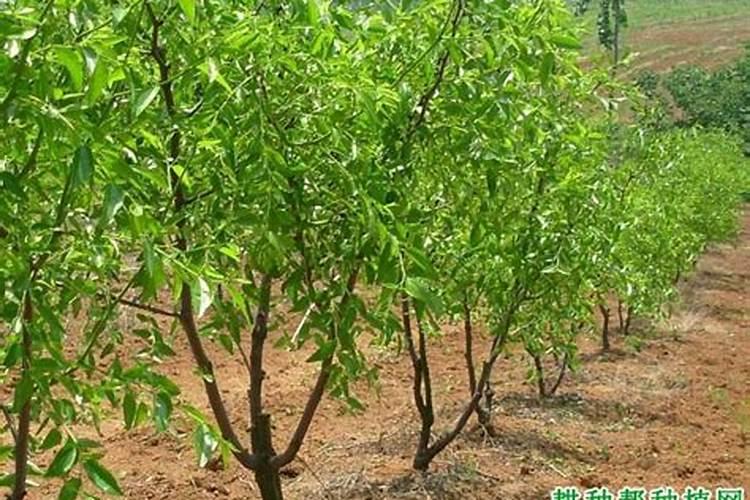 大家好我们这里的枣树结果很好,到成熟时枣就蔫了？是什么病