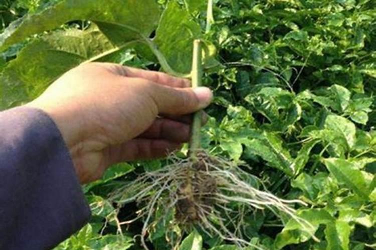 金禾实业新项目