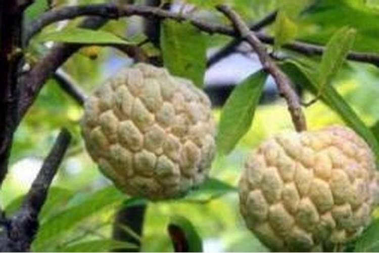 广西释迦果树种植方法