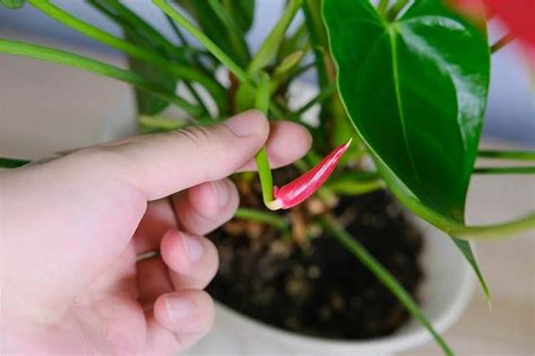 红掌叶片小还不开花