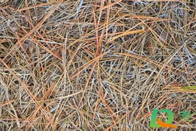 杜鹃花施什么肥最好 杜鹃花施肥用什么花肥