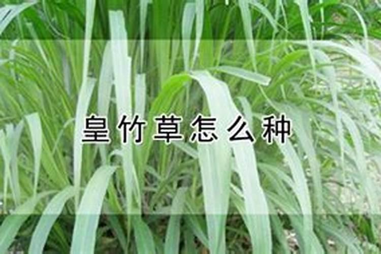 皇竹草种植时用什么肥料