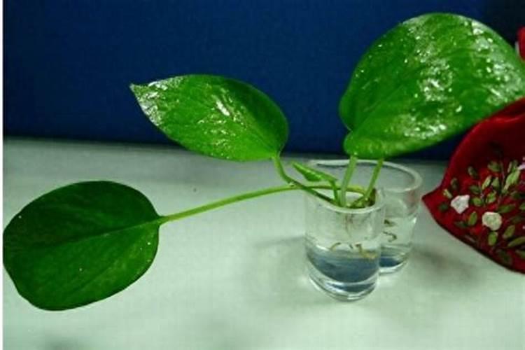 水培绿萝加什么肥料