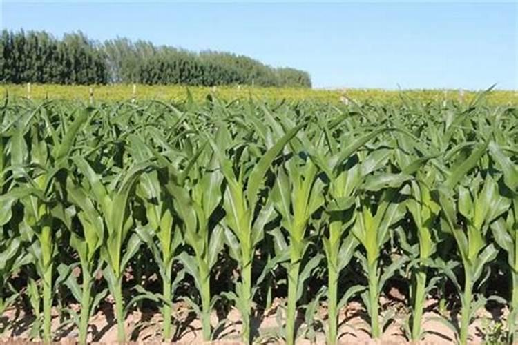 玉米复合肥现在撒可以吗？