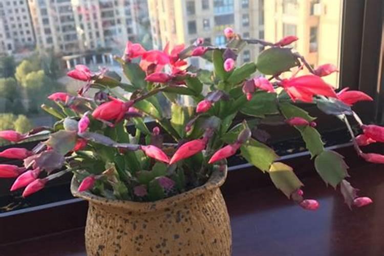 蟹爪兰怎么才能开花