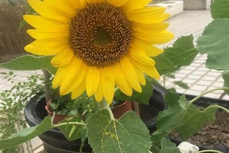 葵花开花了时能追肥吗