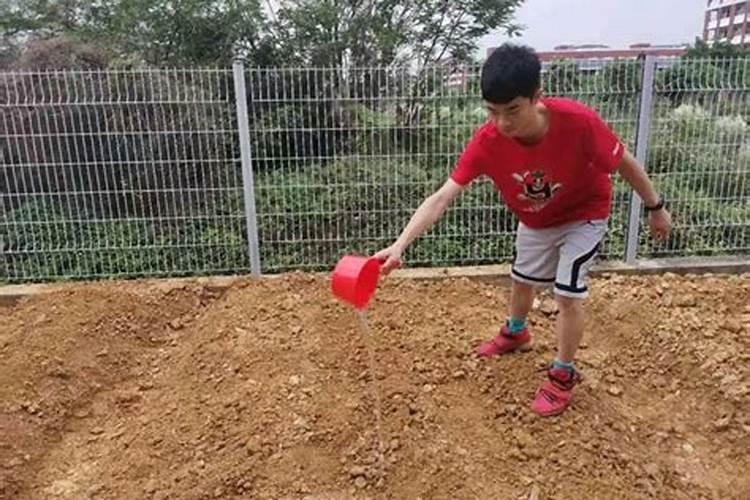 钾肥施用要注意什么