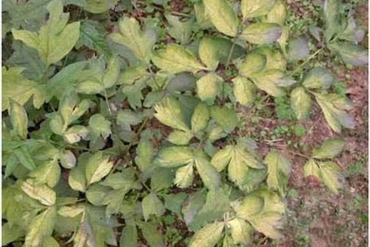牡丹花一年四季都开花吗为什么