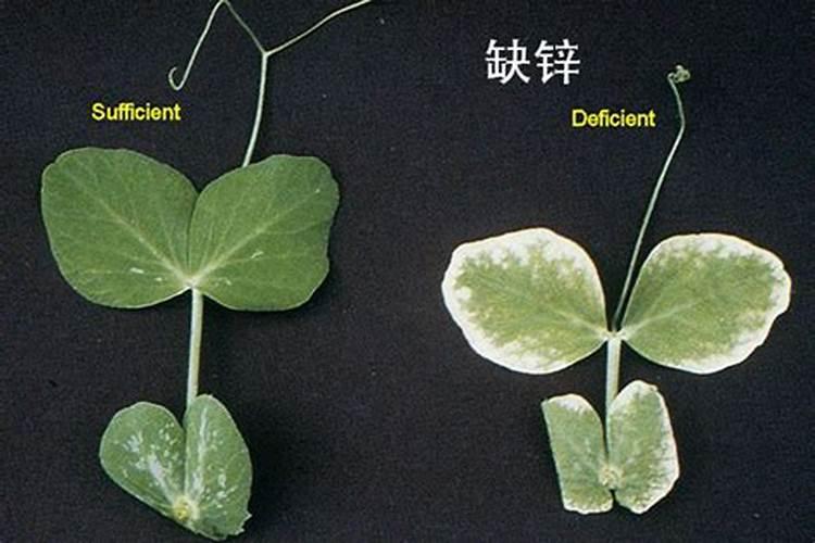 牡丹花掉花蕾是什么原因？？