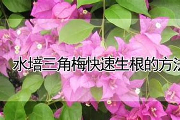 如何让三角梅快速生根
