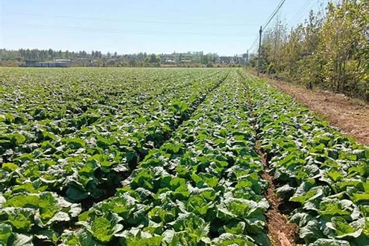 白菜叶面肥的使用方法 使用叶面肥的教程