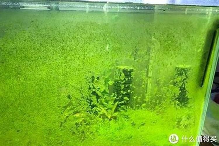 水草叶子上 长绿藻 怎么除