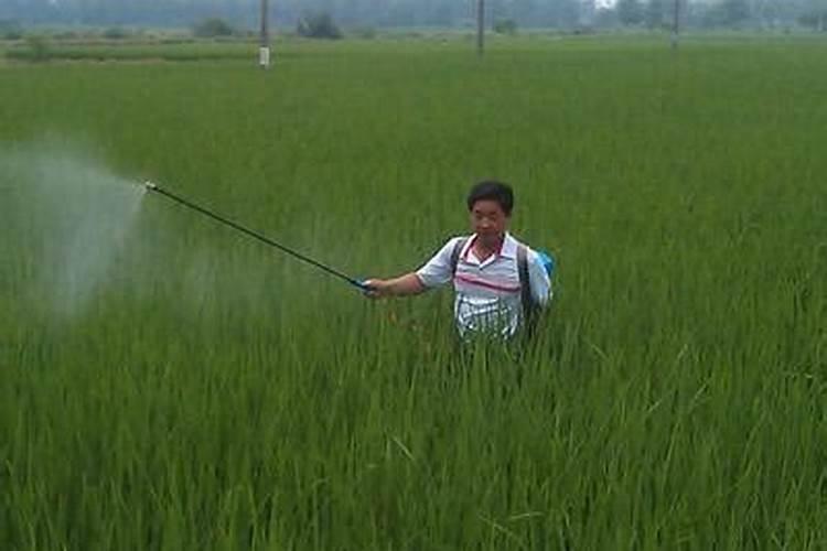 水稻灌浆期用什么叶面肥可增产