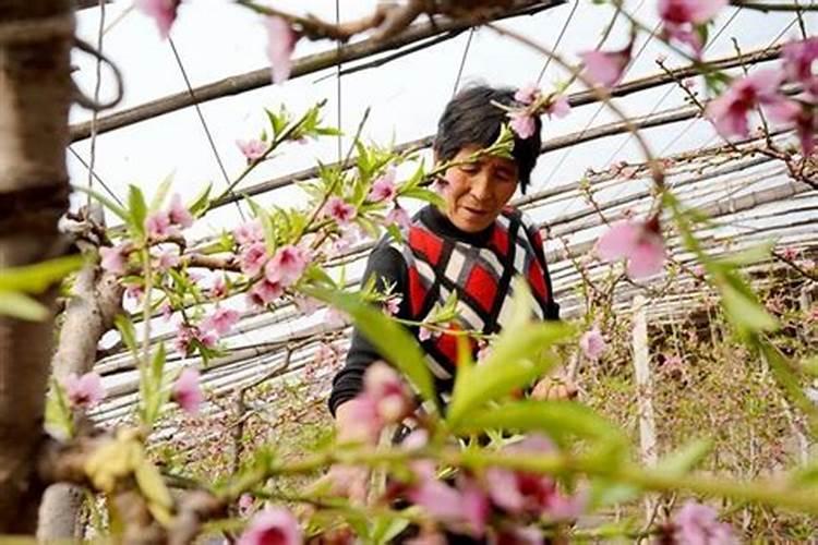 大棚油桃什么时候可以打叶面肥