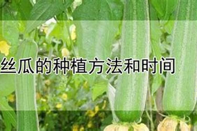 丝瓜喷硼肥有什么好处