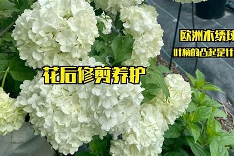 欧洲木绣球怎么养？