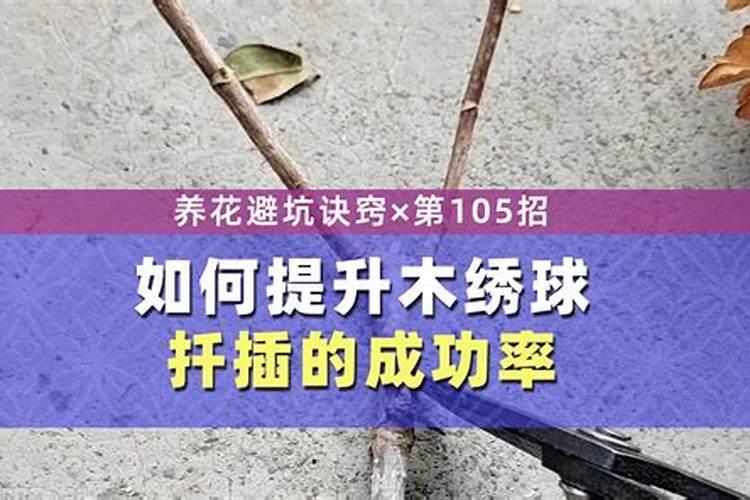 欧洲木绣球的养殖方法和注意事项