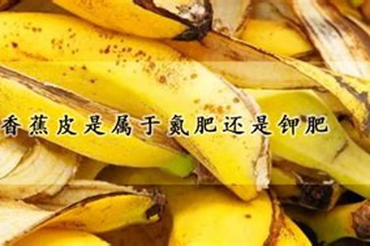 香蕉品种,价格及特点