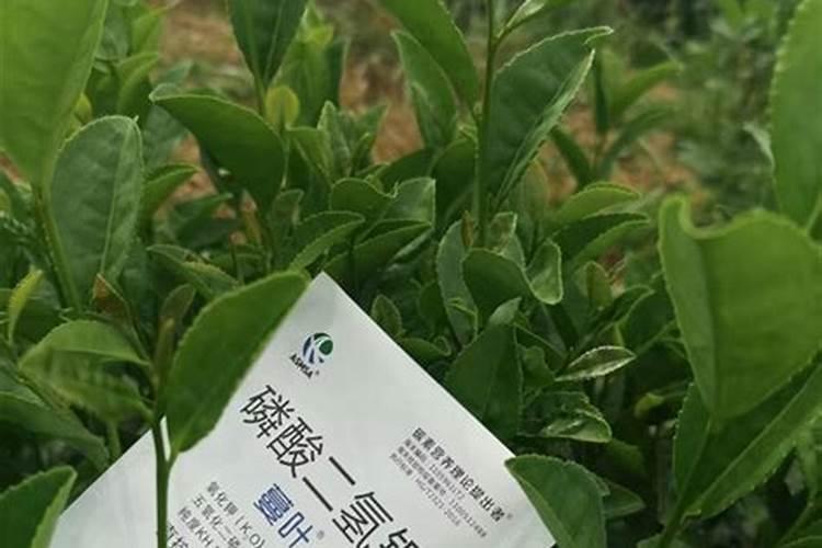 茶叶苗多少天浇一次水