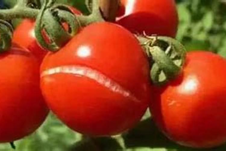 兔子粪便当花肥