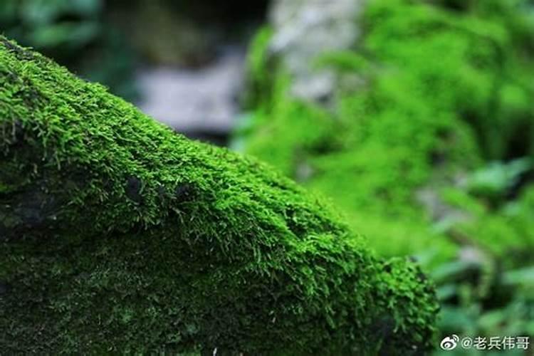 养花什么时候施氮肥(给花施氮肥比例是多少)