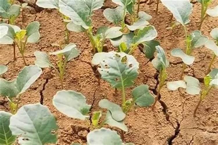 小苏打粉是碳酸氢钠吗