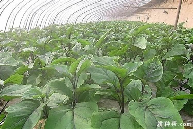 种茄子用什么肥料比较好？