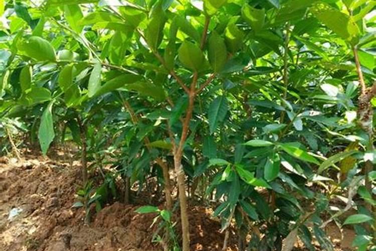 920、复硝酚钠和芸苔素能不能同时用？