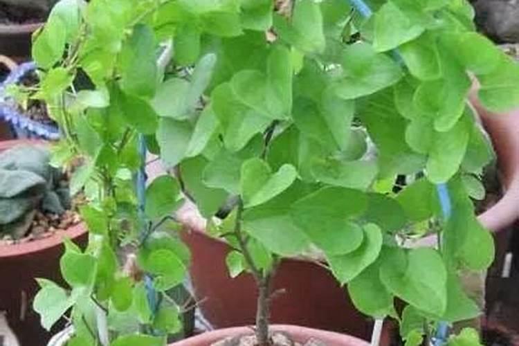 没阳光下如何养殖多肉植物