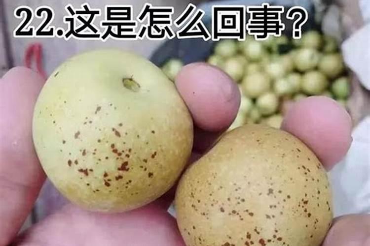 葡萄树叶面肥有哪些？不同时期叶面肥的运用？
