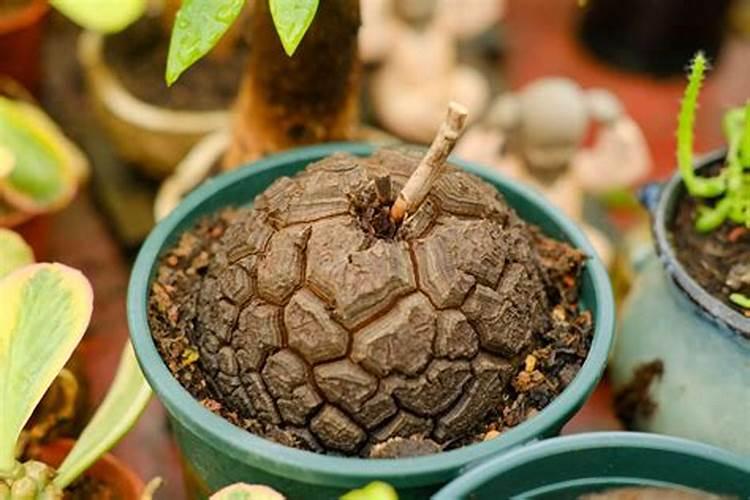 多肉植物怎么养,多肉植物的养殖方法和注意事项