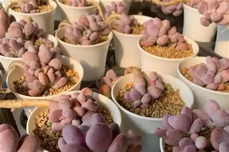 现在干玉米在市场上目前卖多少钱一斤？