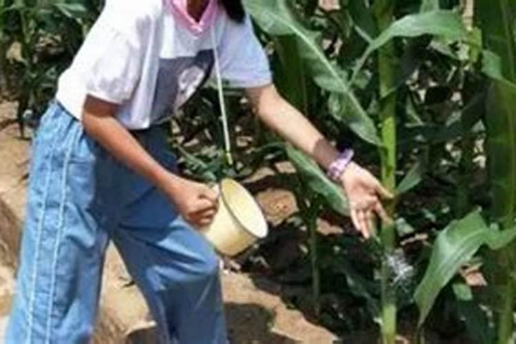 夏玉米底肥的最佳配方,附施肥方式