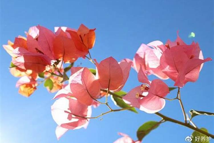 颗粒水溶肥优势明显,效果突出