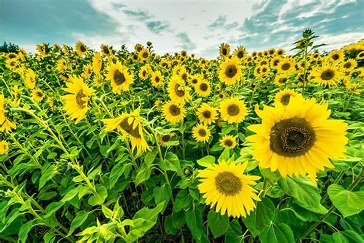 硼肥是什么肥料,硼肥的效果有哪些,硼肥怎么施用