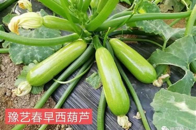 海藻水溶肥和花多多一样吗