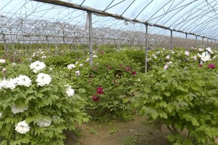 养花用什么肥料好？该怎么样选择？