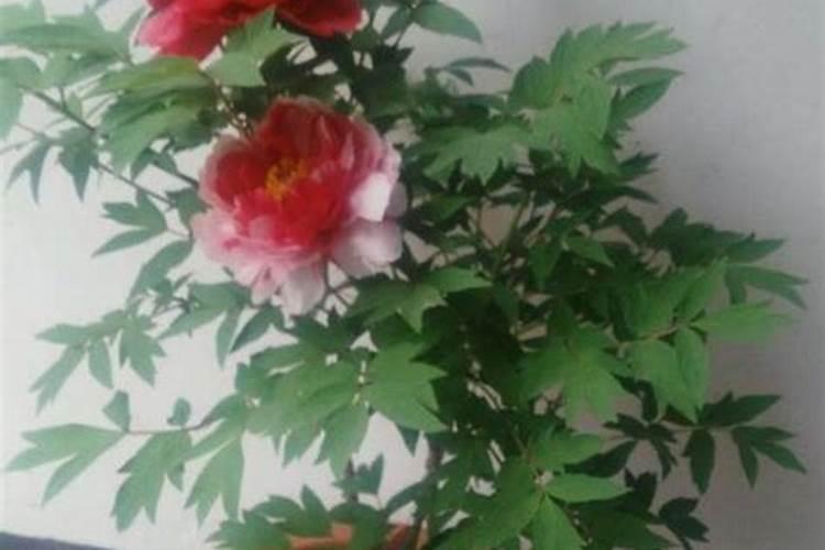 茂谷柑为什么后期落果