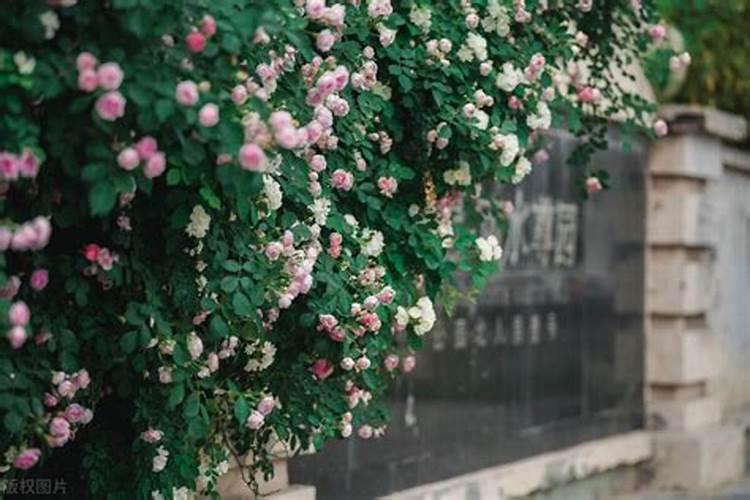 乌桕种子怎么浸泡催芽