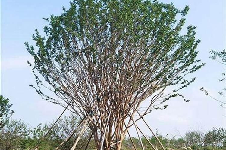 山乌桕栽培繁殖