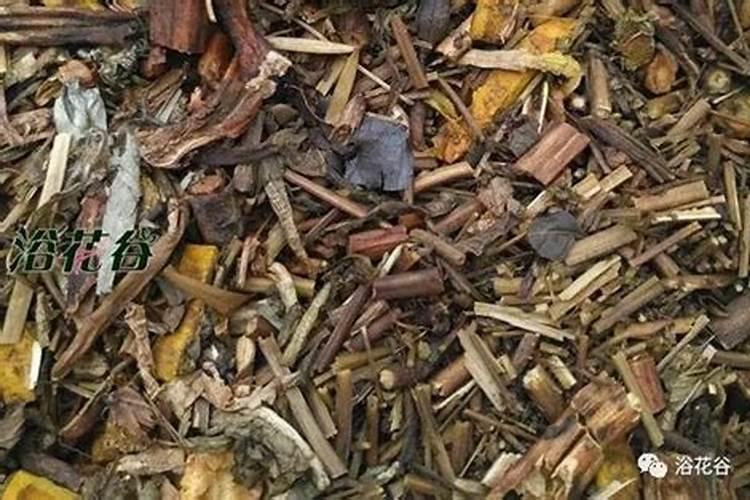 文竹换大盆之后叶子发黄怎么办 跟盆大小有关系吗