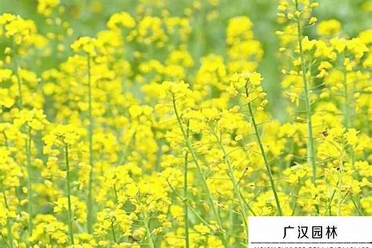 扬州市花仙子食品饮料有限公司怎么样