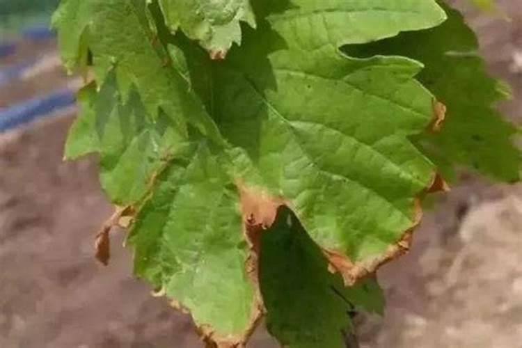 胡萝卜种植施肥技术要点有哪些 氮肥一半做基肥